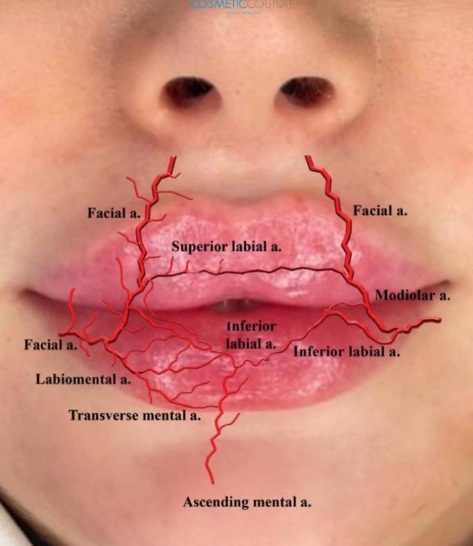 Lip Masterclass
